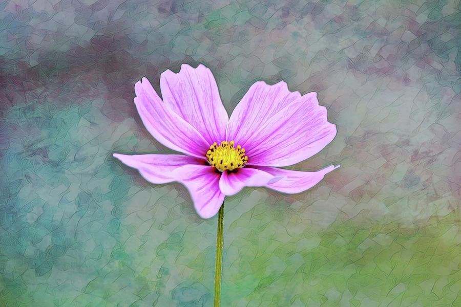 Single Cosmos Flower  Digital Art by Gaby Ethington