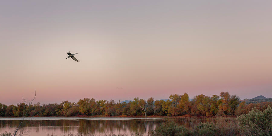 Single crane flying in dawn light Photograph by Murray Rudd