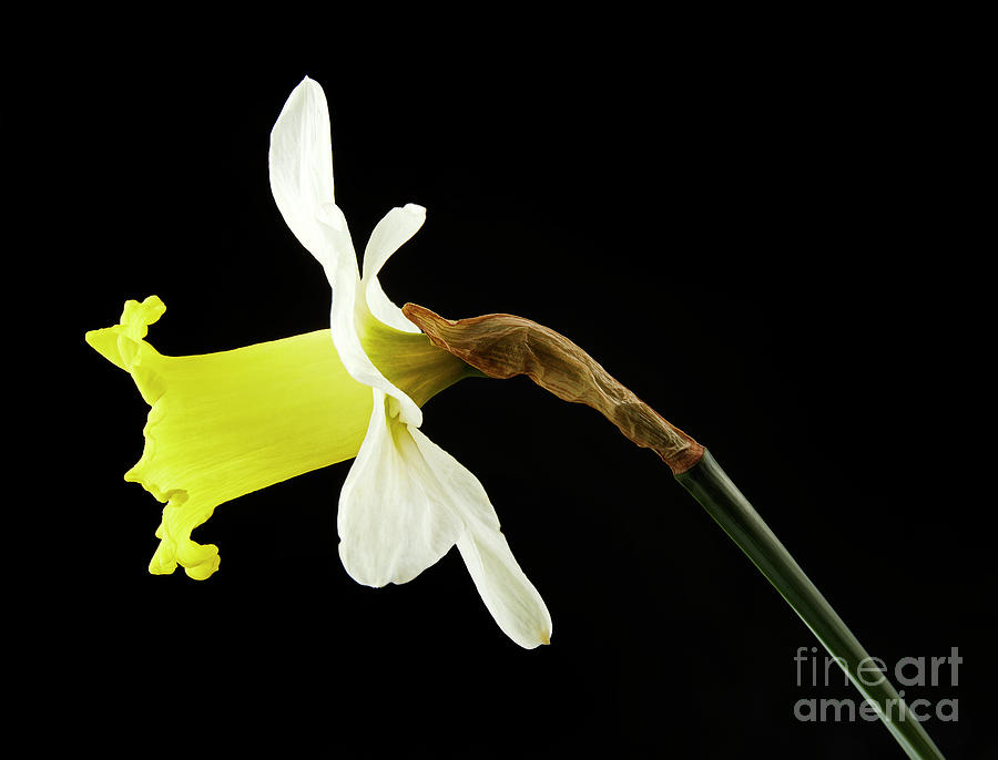Single Daffodil Photograph