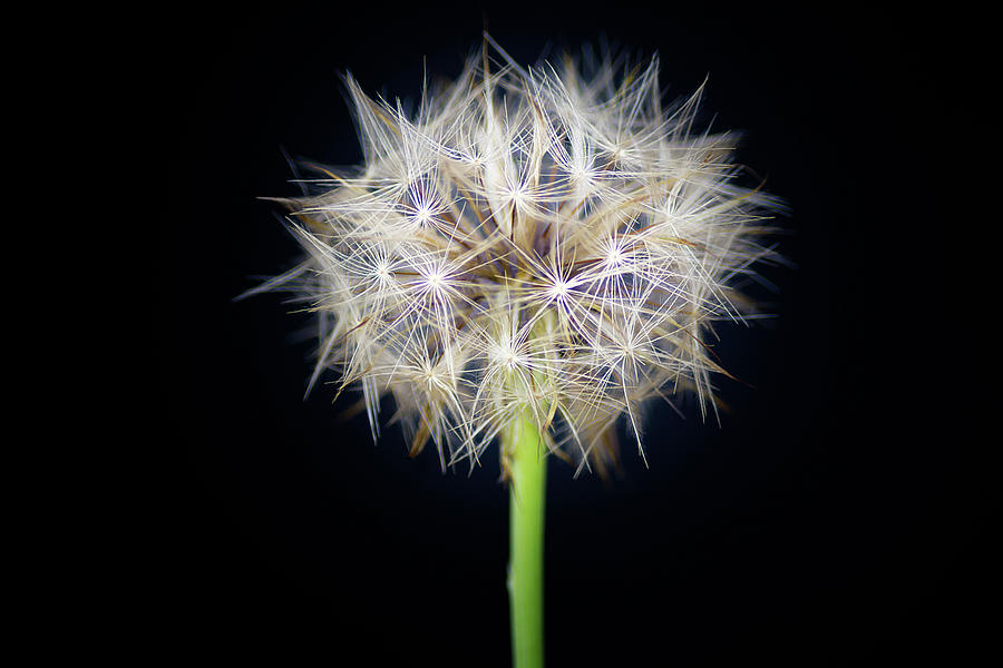 Single Dandelion Photograph by Wolfgang Stocker