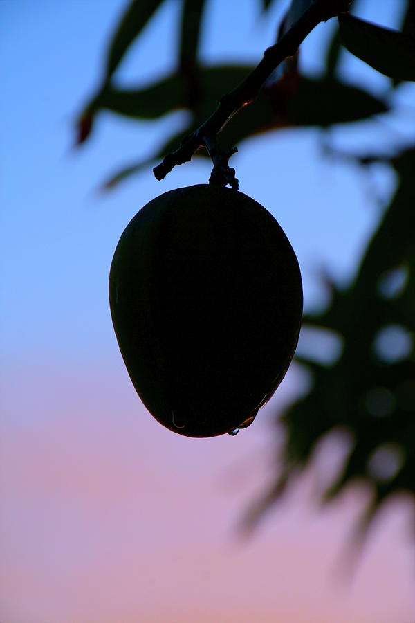 Single Dawn Mango Silhouette  Photograph by Christopher Mercer