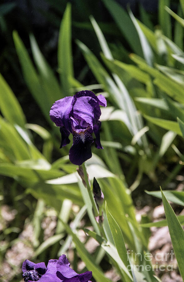 Single Deep Purple Iris Photograph by Kathy McClure