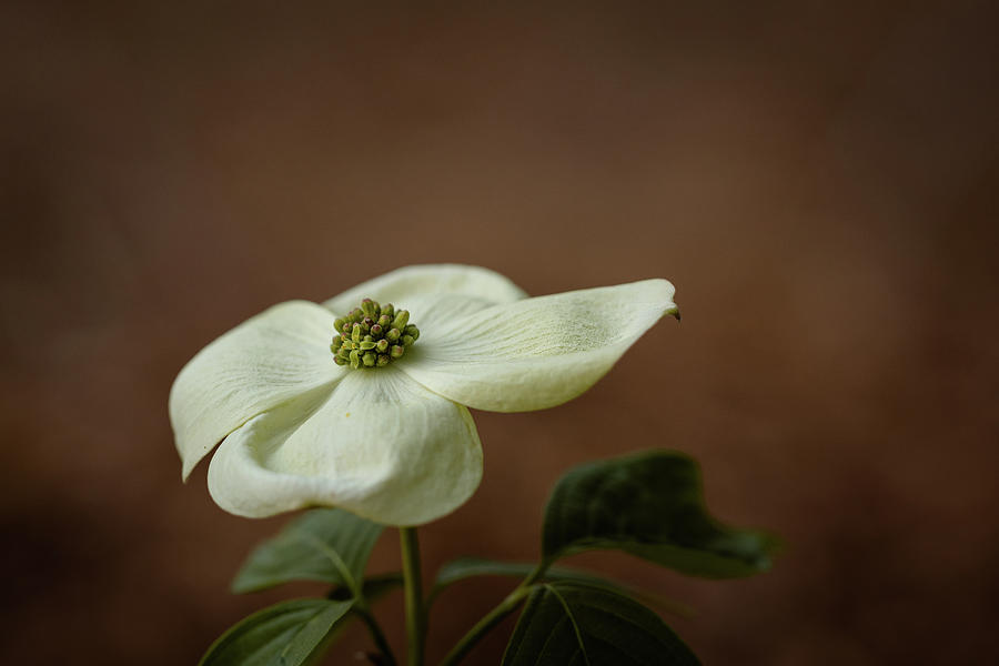 Single Dogwood Blossom Photograph by Joni Eskridge