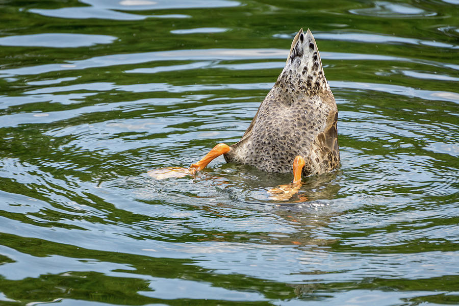 Single Duck Diving In Pond For Food Photograph By Scattered Focus