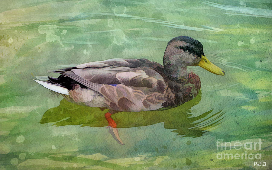 Single Duck Digital Art by Jutta Maria Pusl