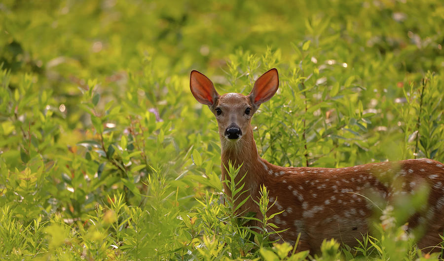 Single Fawn In Lima Ohio Photograph by Dan Sproul
