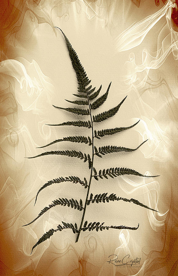 Single Fern Looking For Love Photograph by Rene Crystal