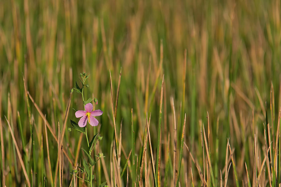 Single Flower Among Wetland Grasses Photograph by Charles Floyd