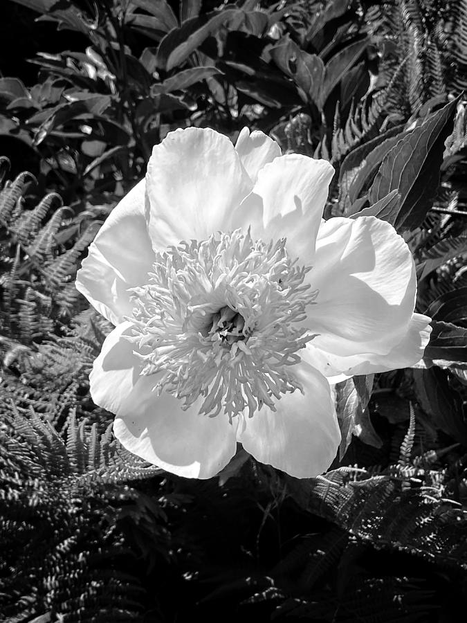 Single Flower - Black and White Photograph by Jerry Abbott