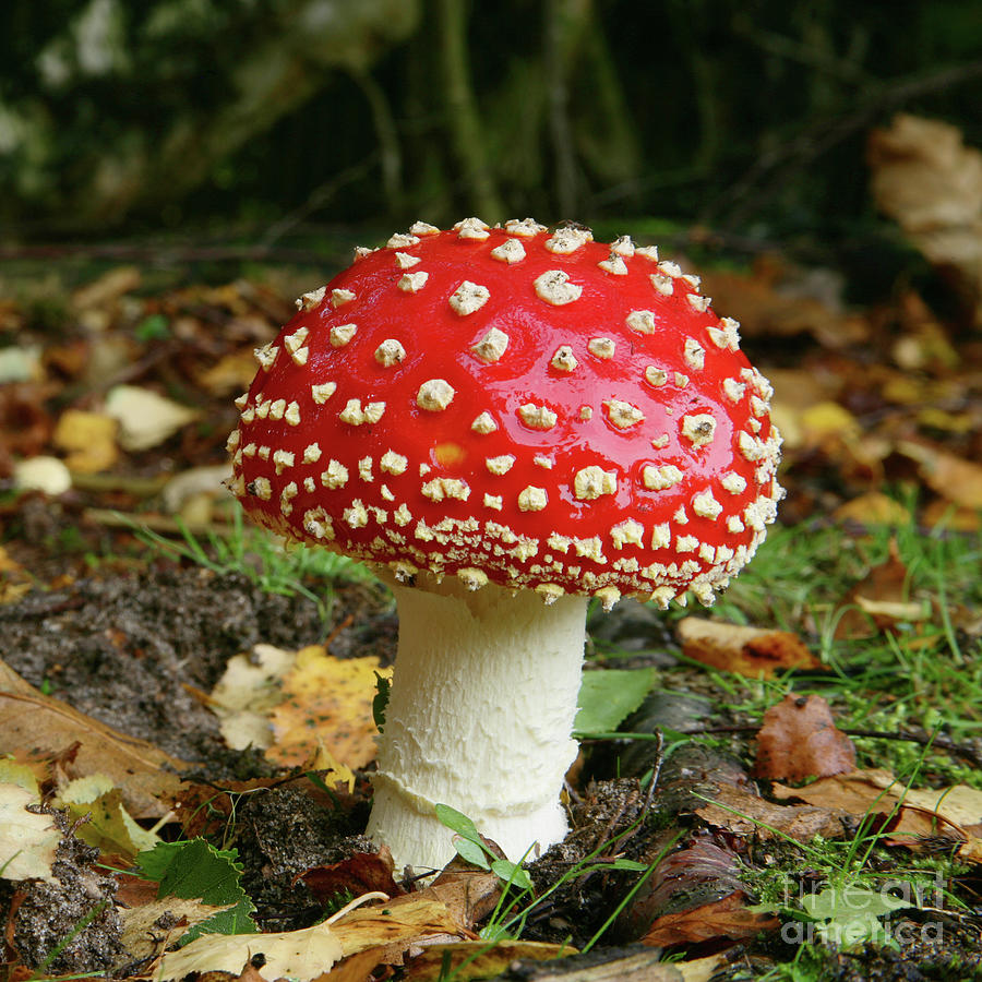 Single Fly Agaric Fungus Photograph by Warren Photographic