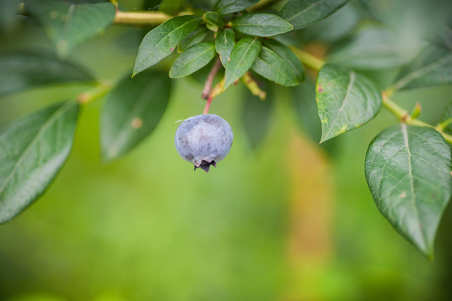 Single Fresh blueberry in nature  on the bush Photograph by Yashabaker