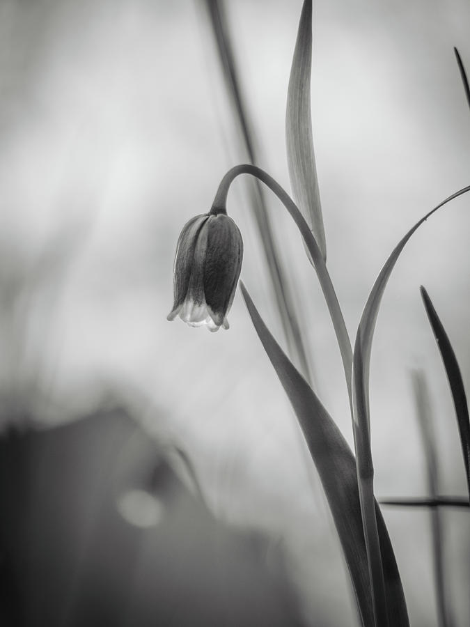 Single Fritillaria Michailovskyi Bloom Black and White Photograph by Rachel Morrison