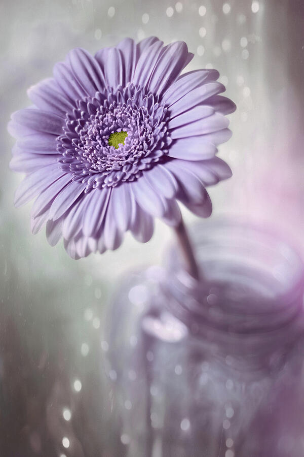 Single Gerbera Daisy and Mason Jar Touch of Lilac  Photograph by Carol Japp