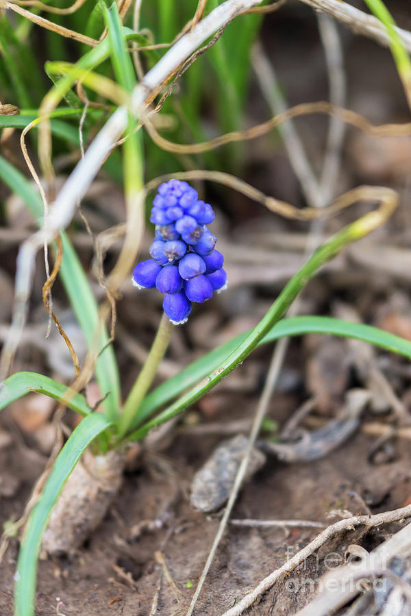 Single Grape Hyacinth Photograph by Jennifer White