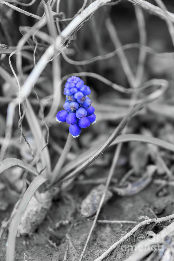 Single Grape Hyacinth Selective Color Photograph by Jennifer White