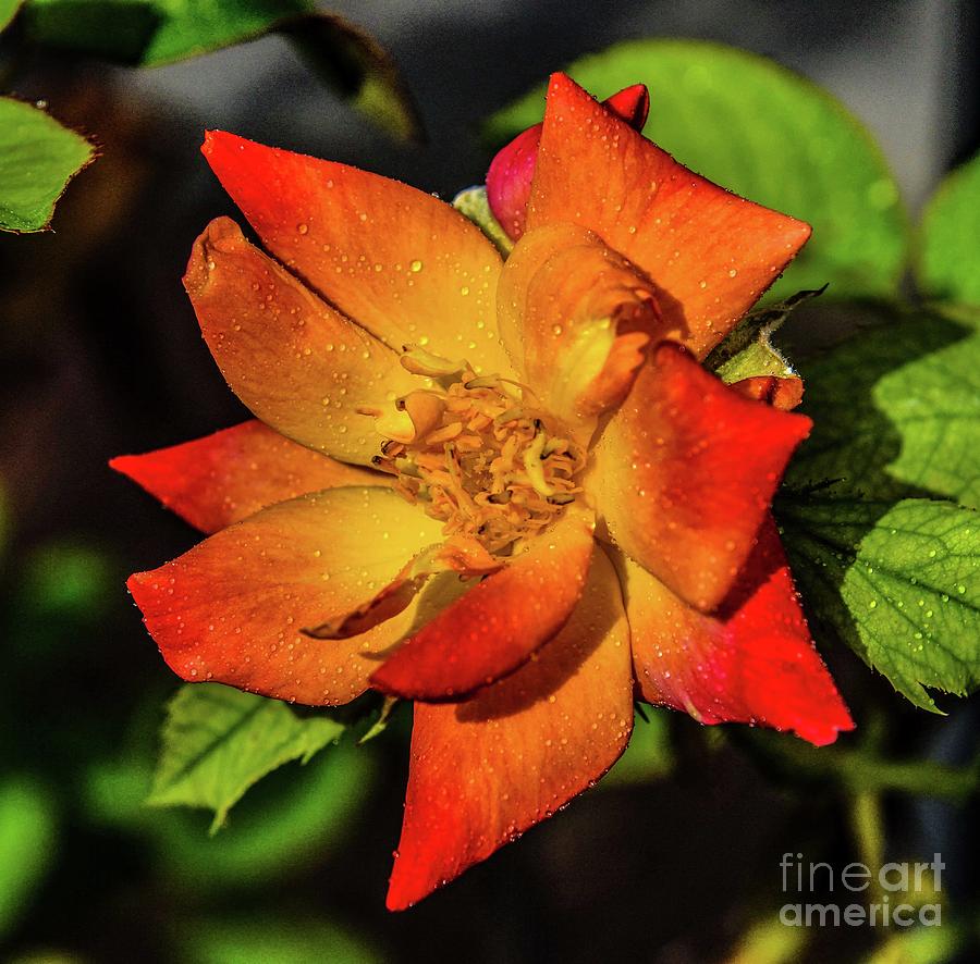 single-joseph-s-coat-of-many-colors-rose-photograph-by-cindy-treger