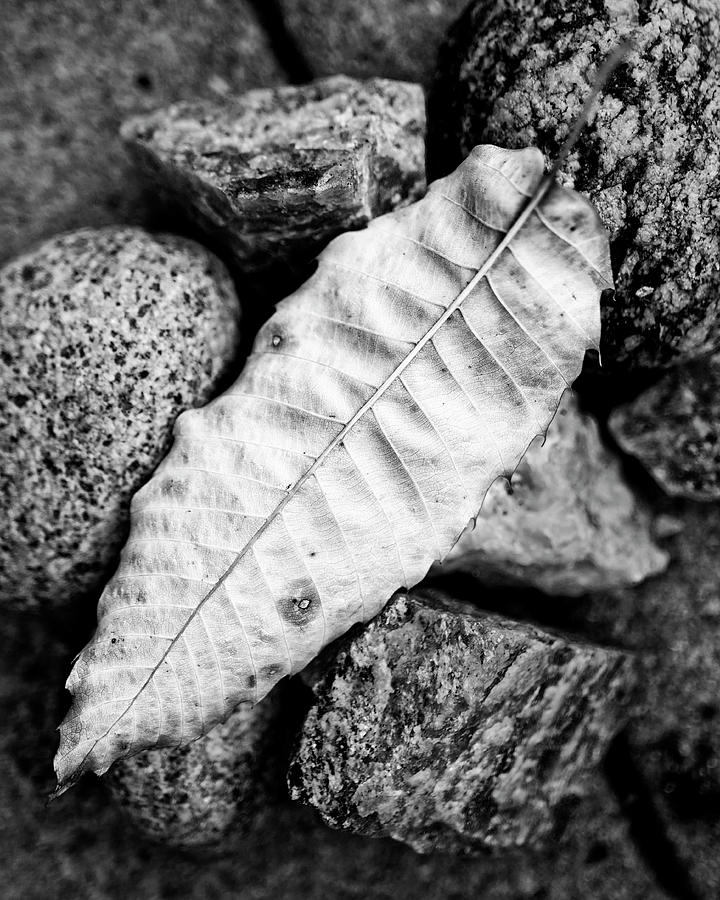 Single Leaf Black And White - chestnut tree leaf - nature photography Photograph by Ann Powell