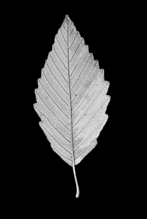 Single Leaf Macro Black and White Photograph by Jennie Marie Schell