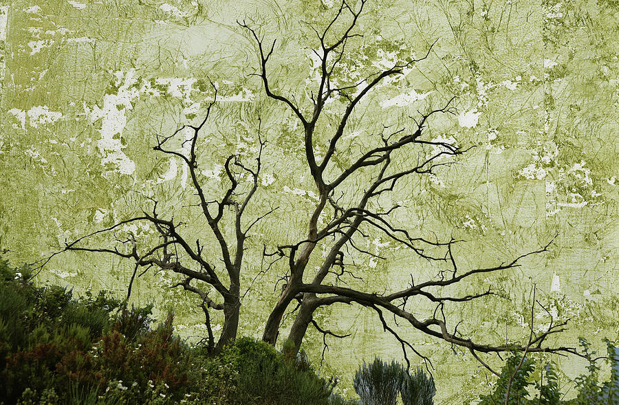 Single Leafless Tree on a Hillside Digital Art by Lorena Cassady