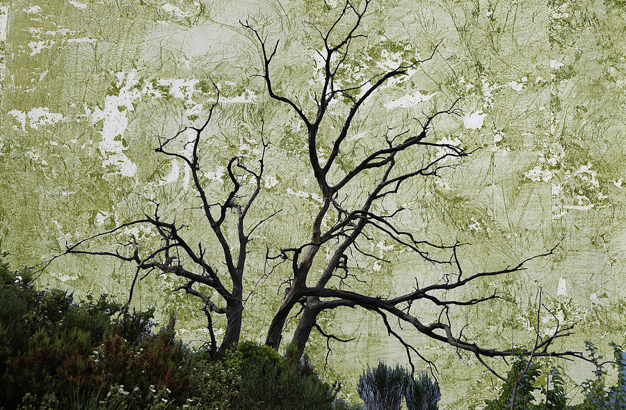 Single leafless tree on a hillside neutral tone Digital Art by Lorena Cassady