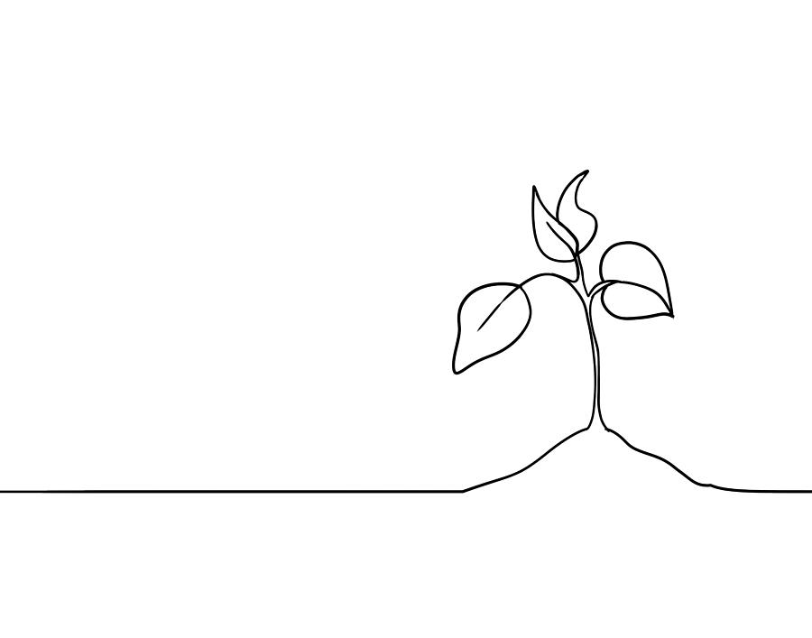 Single line drawing of a plant Photograph by Mikroman6