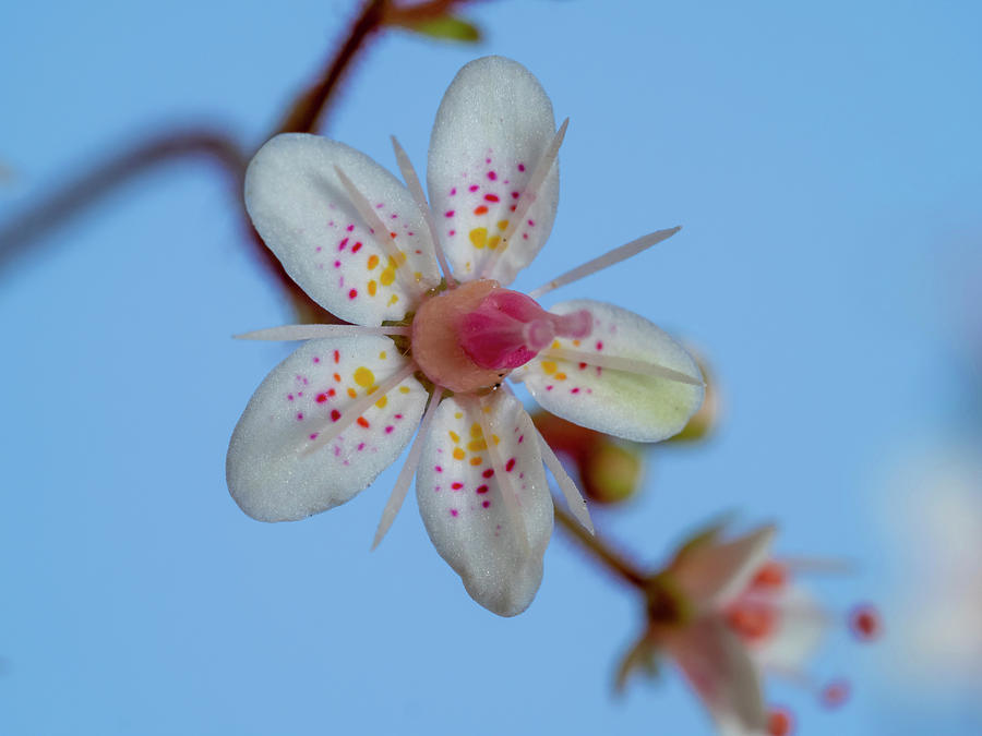 Single London Pride Flower Photograph by Angie C - Fine Art America