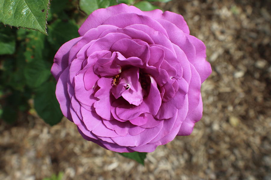 Single Magenta Rose Bloom Photograph by Kenneth Pope Single Magenta Rose Bloom Photograph by Kenneth Pope