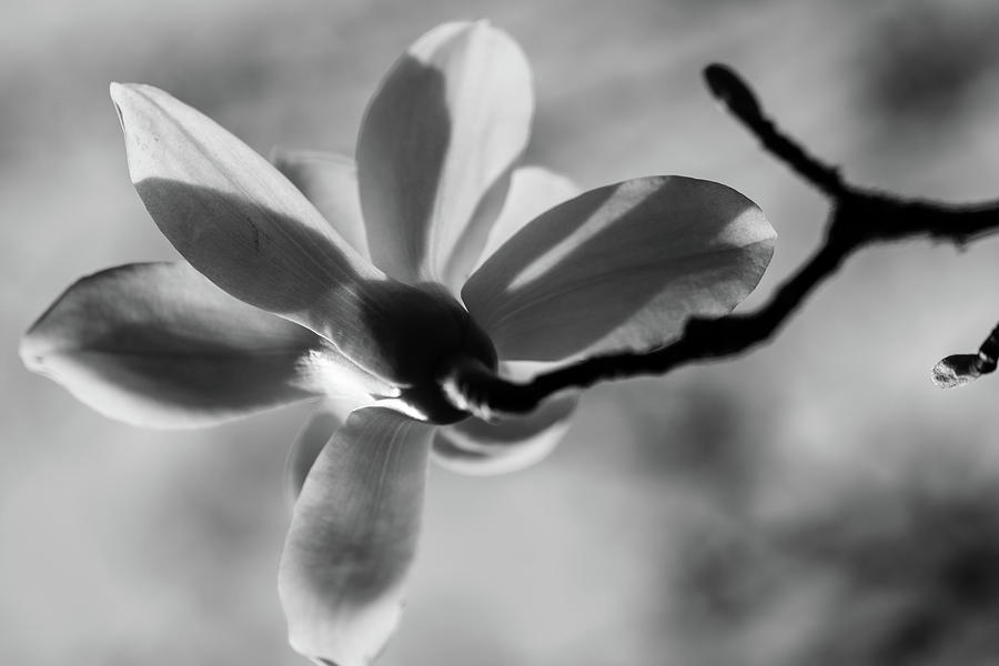 Single Magnolia in monochrome Photograph by Aashish Vaidya