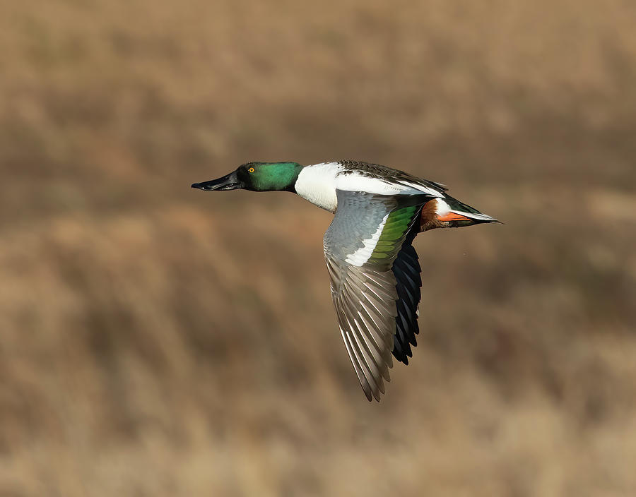 Single Male Northern Shoveler duck flying with wings down Photograph by ...