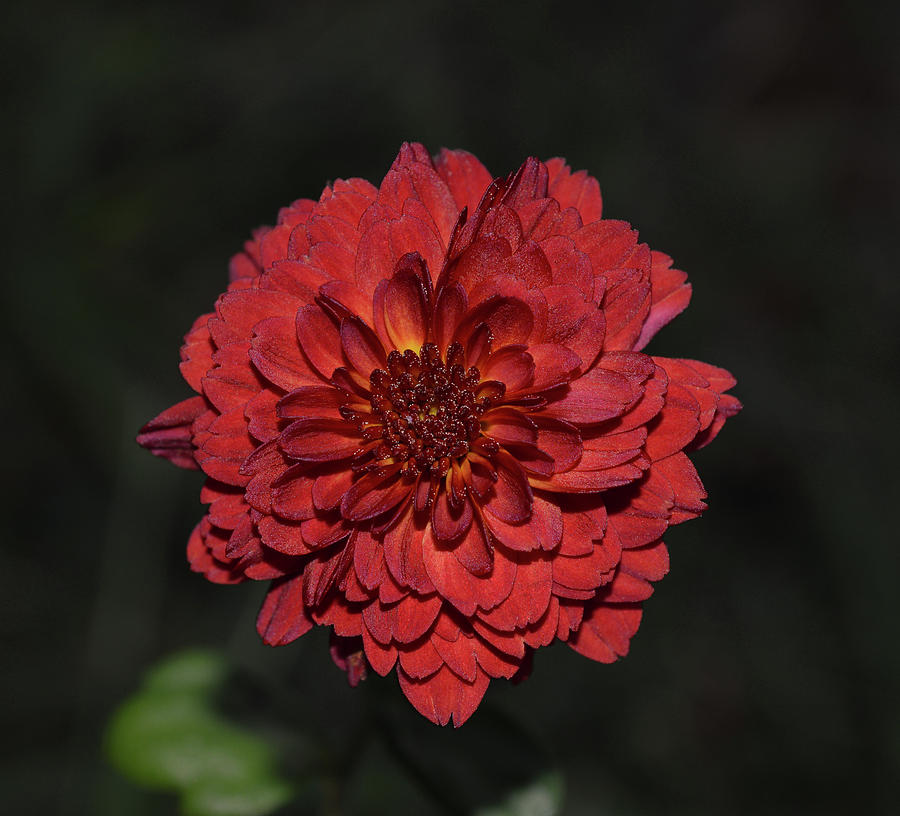 Single maroon chrysanthemum Photograph by Jennifer Wallace