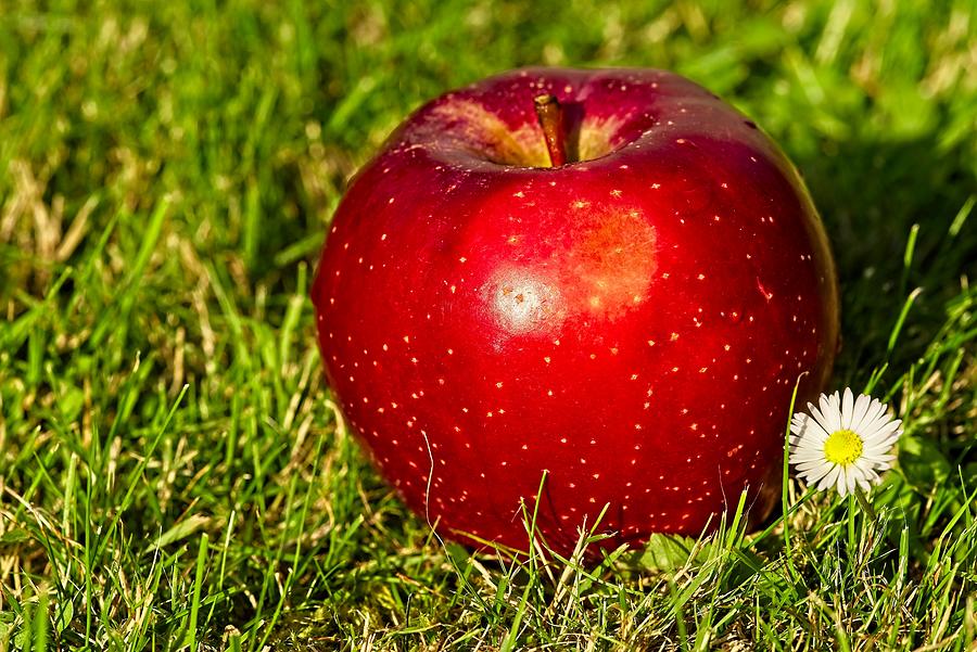 Single nice big red apple on grass Photograph by Gleti
