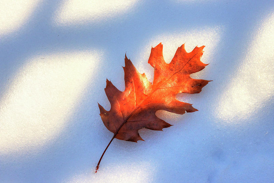 Single Oak Leaf in the snow-Howard County, Indiana Photograph by ...