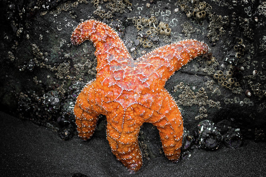 Single Ochre Sea Star, Starfish Photograph by Jordan Hill