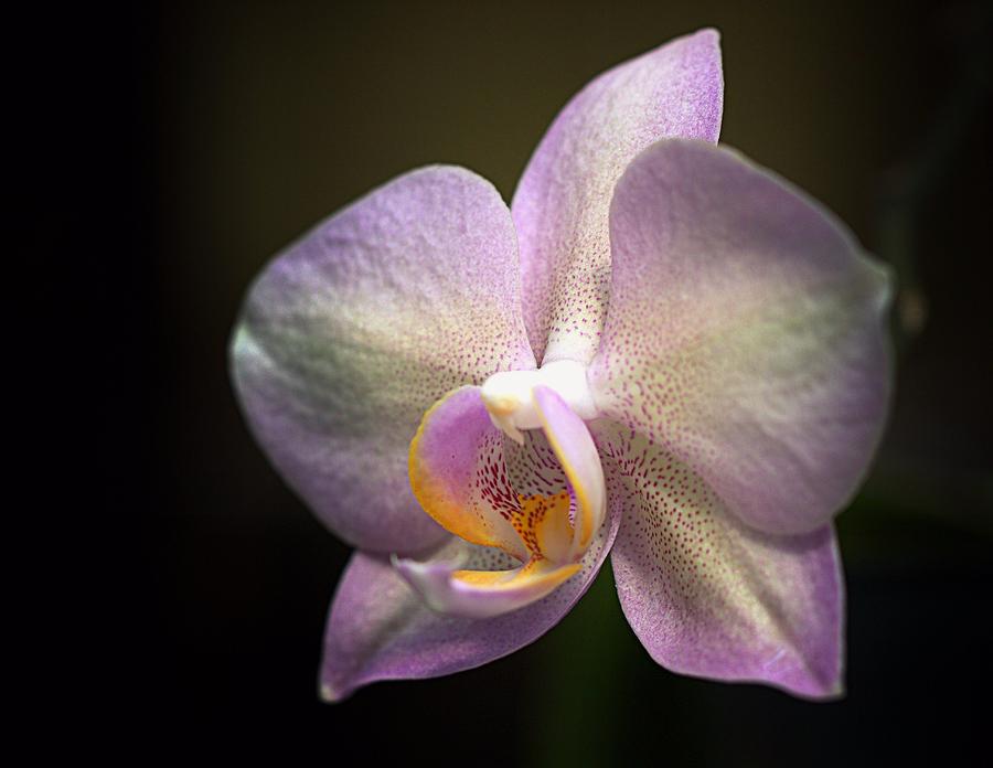 Single Orchid Flower Photograph by Joseph Skompski