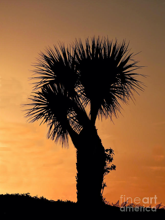 Single Palm Silhouette Photograph by Beth Myer Photography