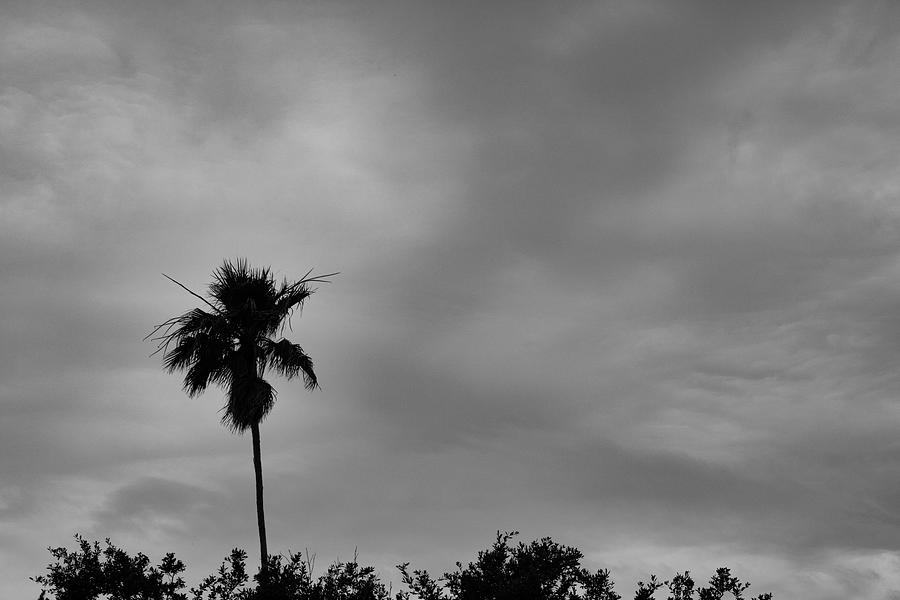 Single Palm Silhouette Photograph by Robert Wilder Jr