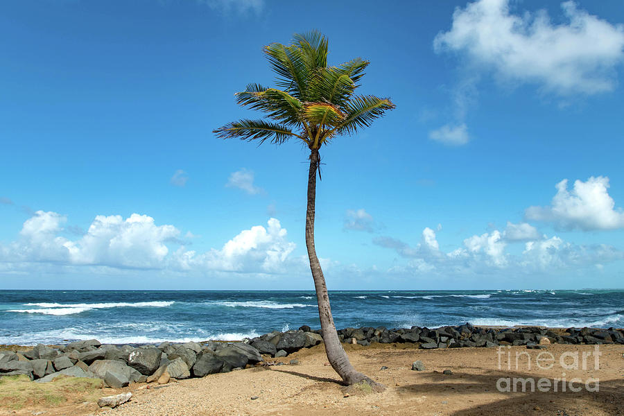 Single Palm Tree in Old San Juan, Puerto Rico Photograph by Beachtown Views