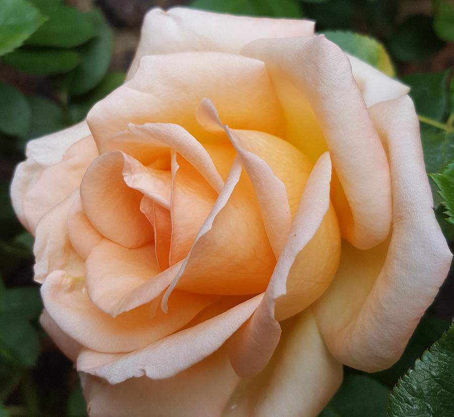 Single Peach Rose up close Photograph by Loraine Yaffe - Fine Art America