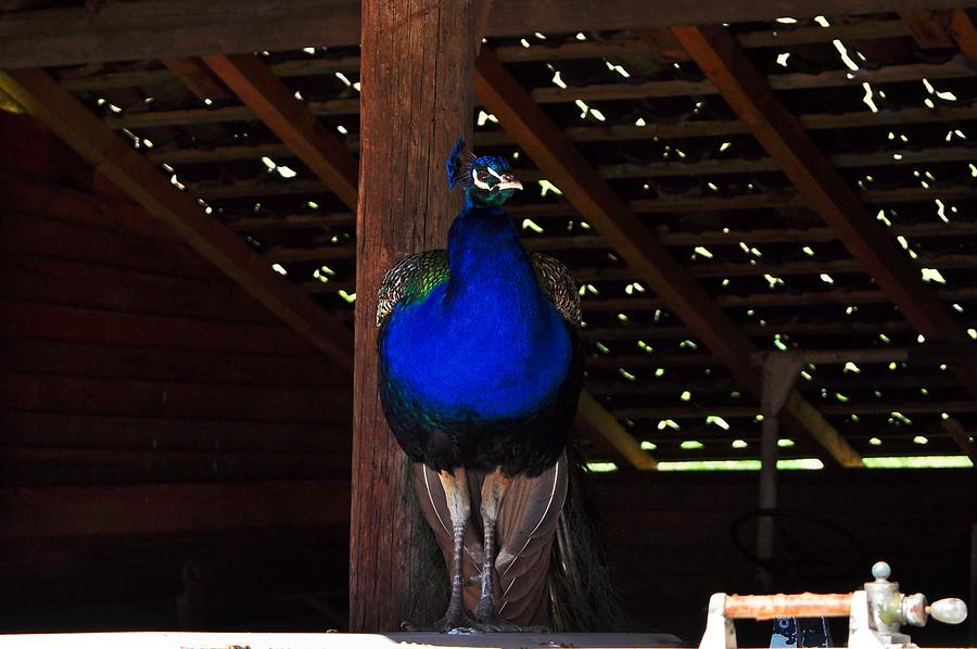 Single peacock Photograph by Kacege Photography