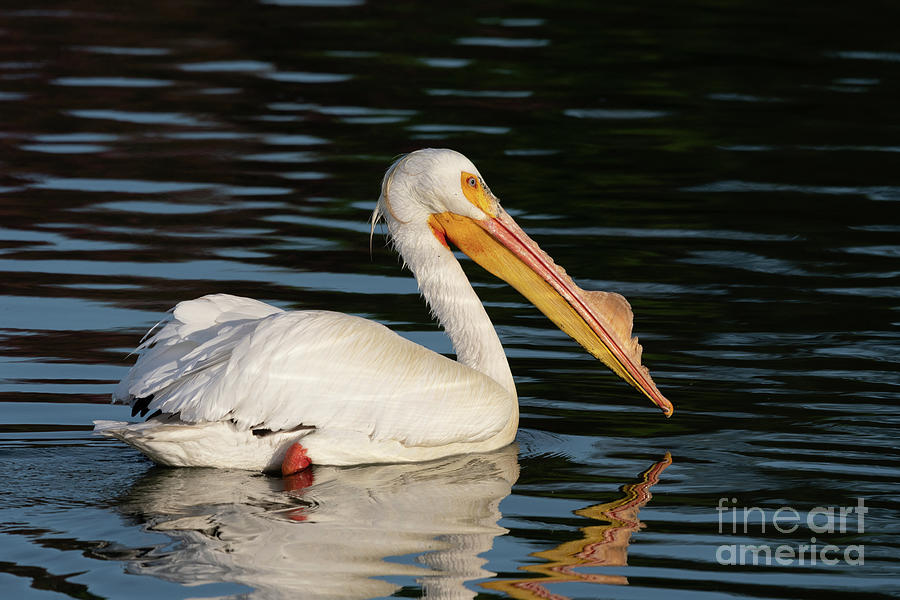 Single Pelican #1 Photograph by Daniel Ryan