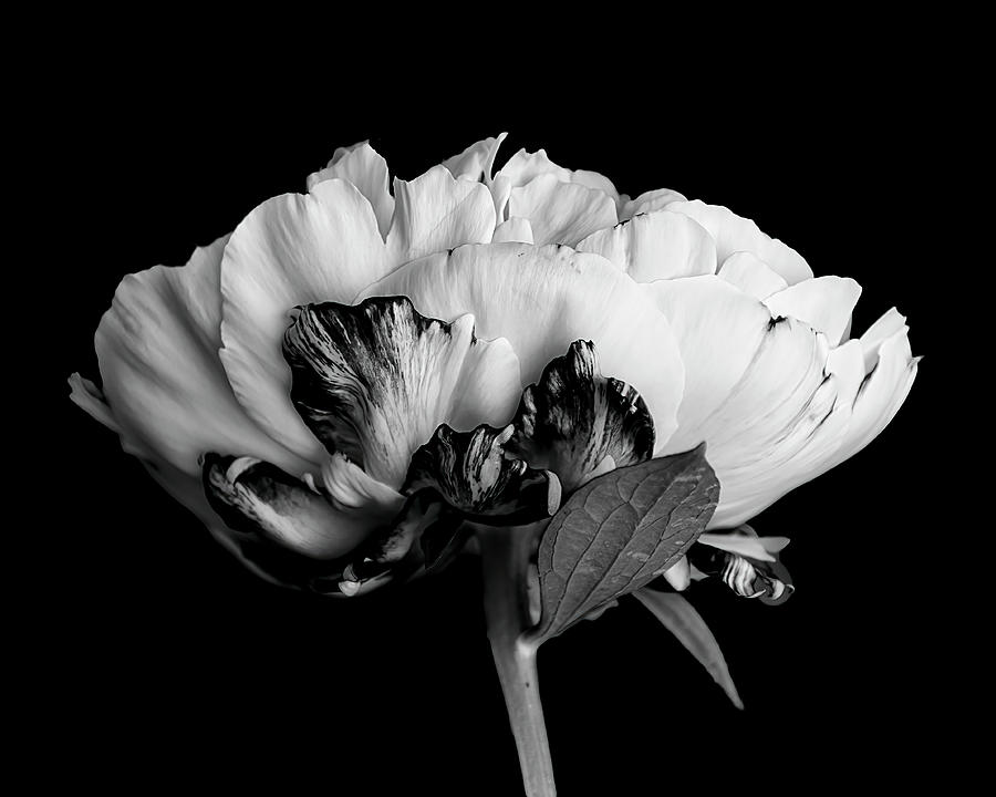 Single Peony In Black And White Photograph