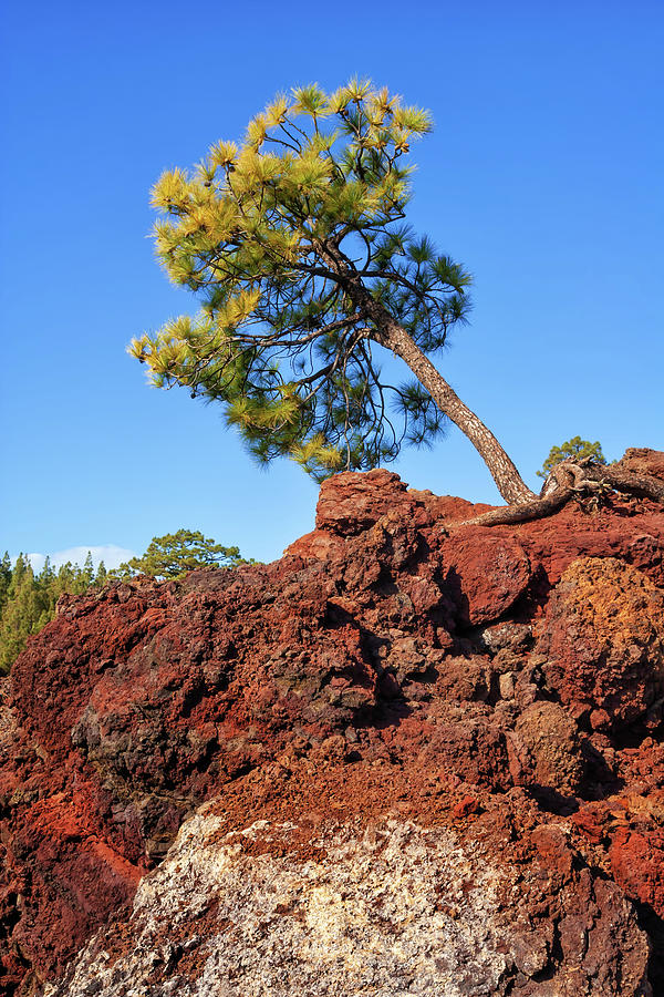 Single Pine Tree On Volcanic Rock Photograph by Artur Bogacki
