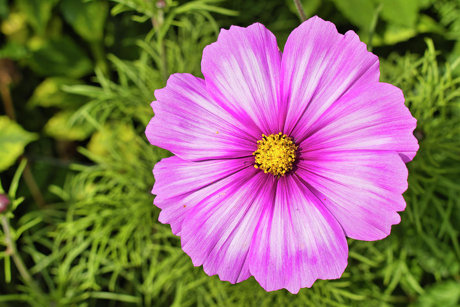 Single Pink Cosmos Photograph by Cathy Mahnke