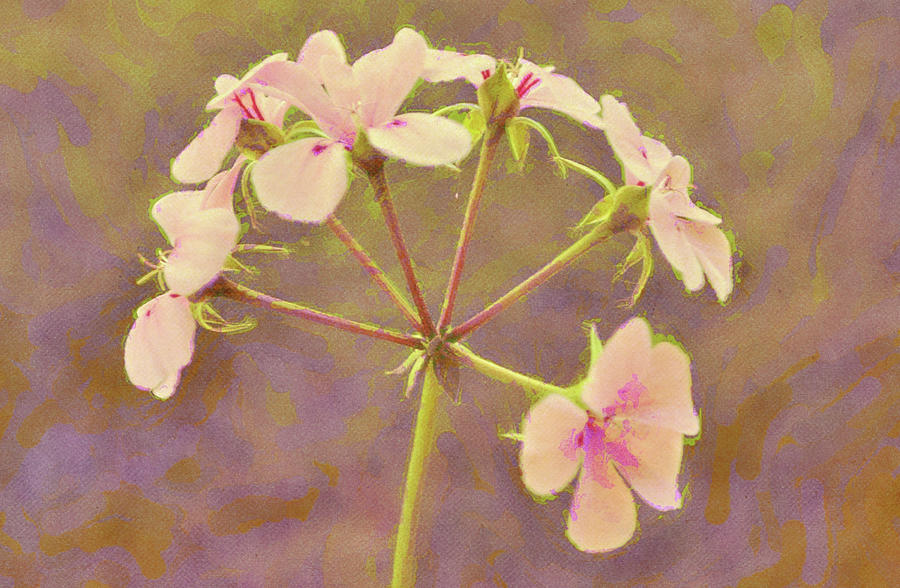 Single Pink Geranium Flower Bloom Digital Art by Gaby Ethington