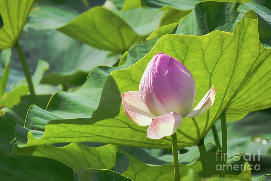 Single Pink Lotus Photograph by Lorraine Cosgrove