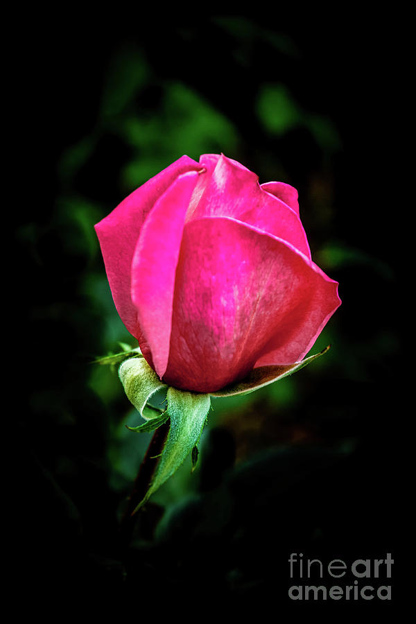 Single Pink Rose Bud Photograph By Robert Bales Fine Art America