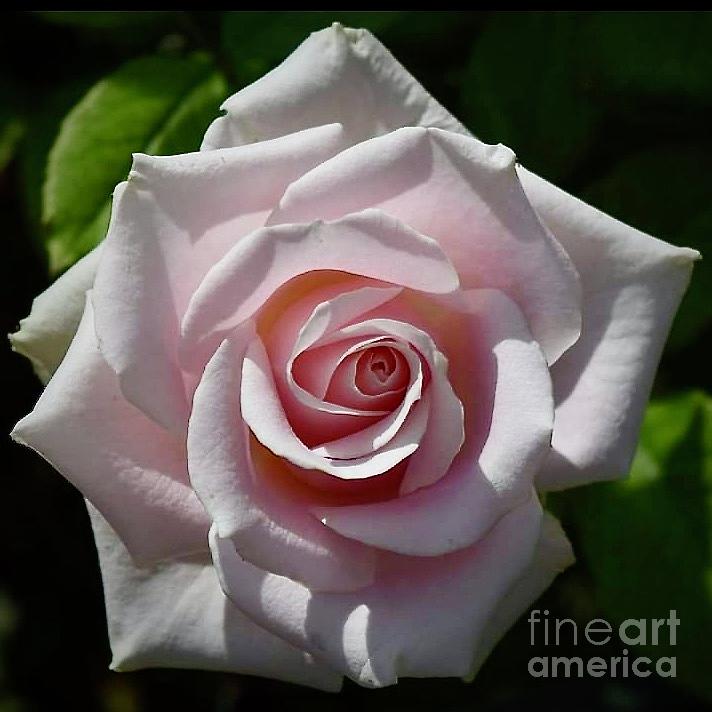 Single Pink Rose Photograph by Jeannie Rhode