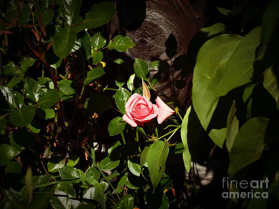 Single Pink Rose Photograph by Richard Thomas