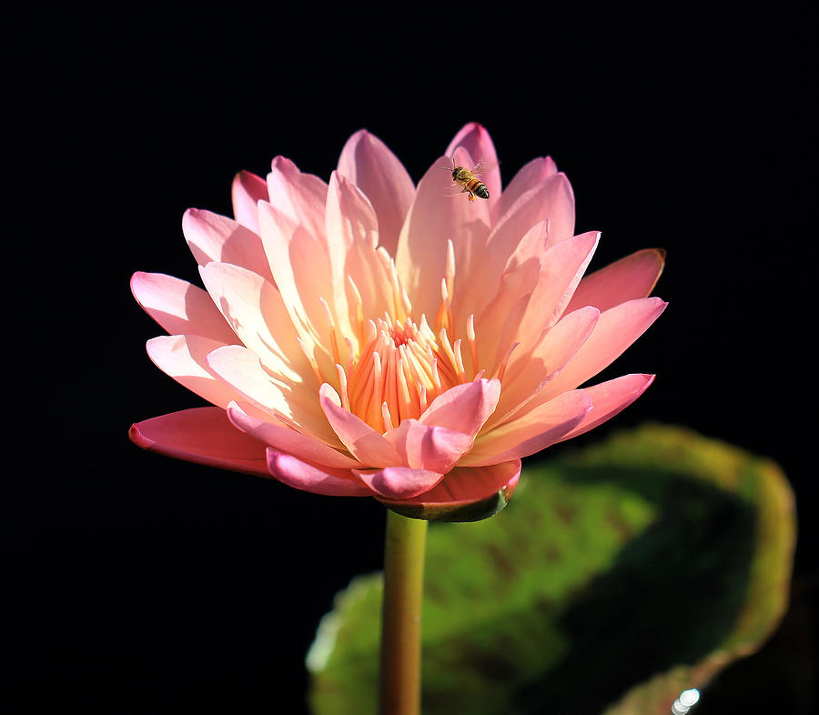 Single Pink Water Lily blossom with a Bee hovering above the petals Photograph by Zen Rial