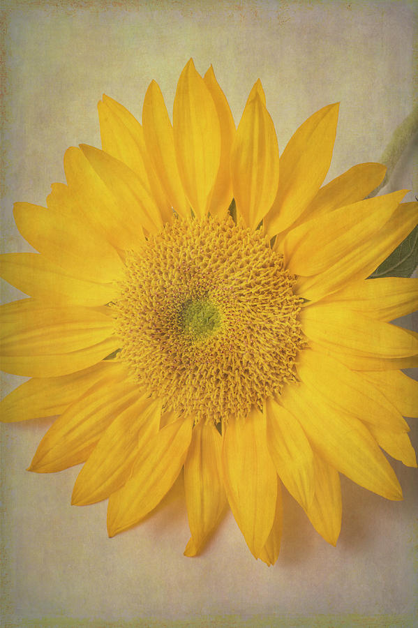 Single Pretty Sunflowers Photograph by Garry Gay